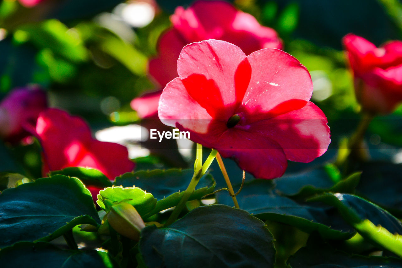 CLOSE-UP OF PINK ROSE FLOWER