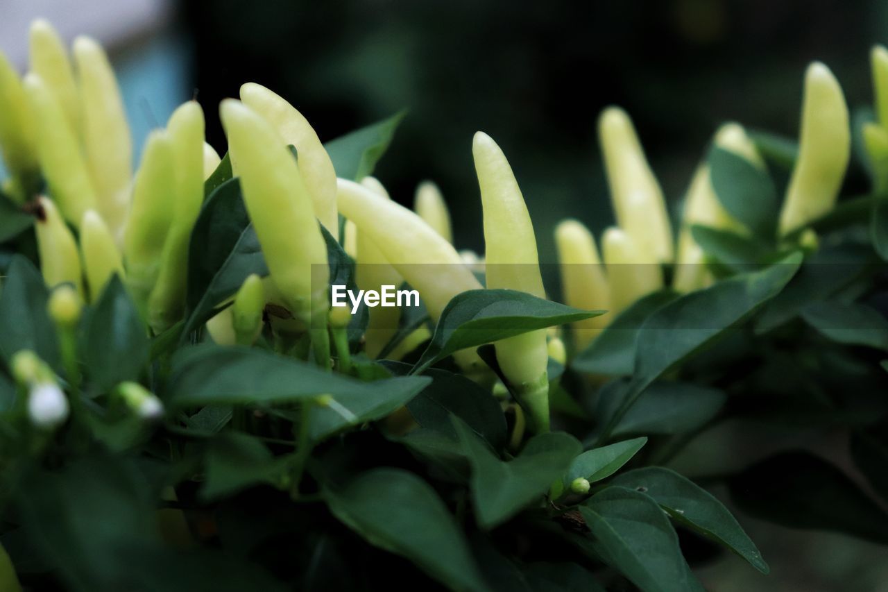 CLOSE-UP OF FLOWERING PLANTS
