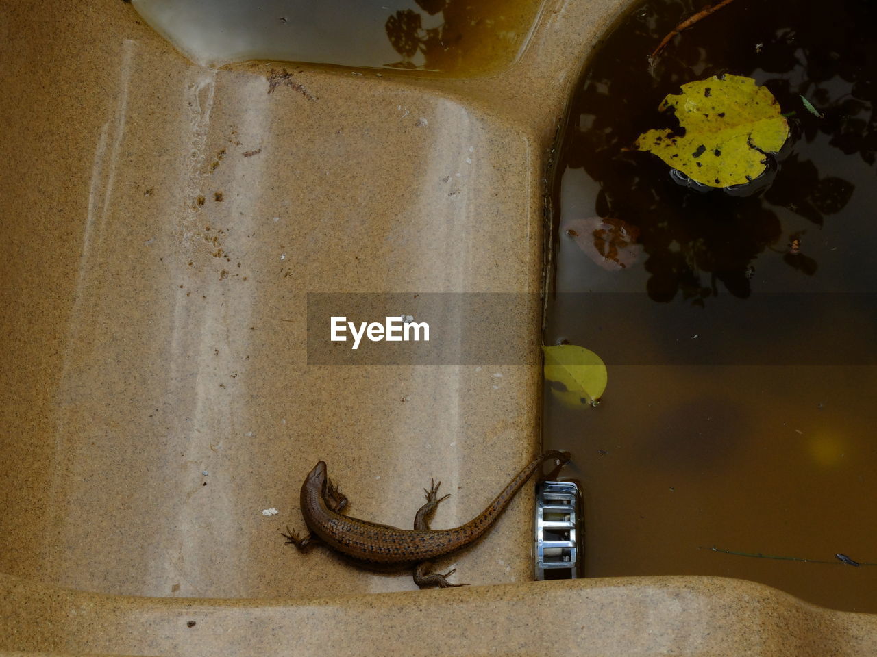 Lizard in a tub