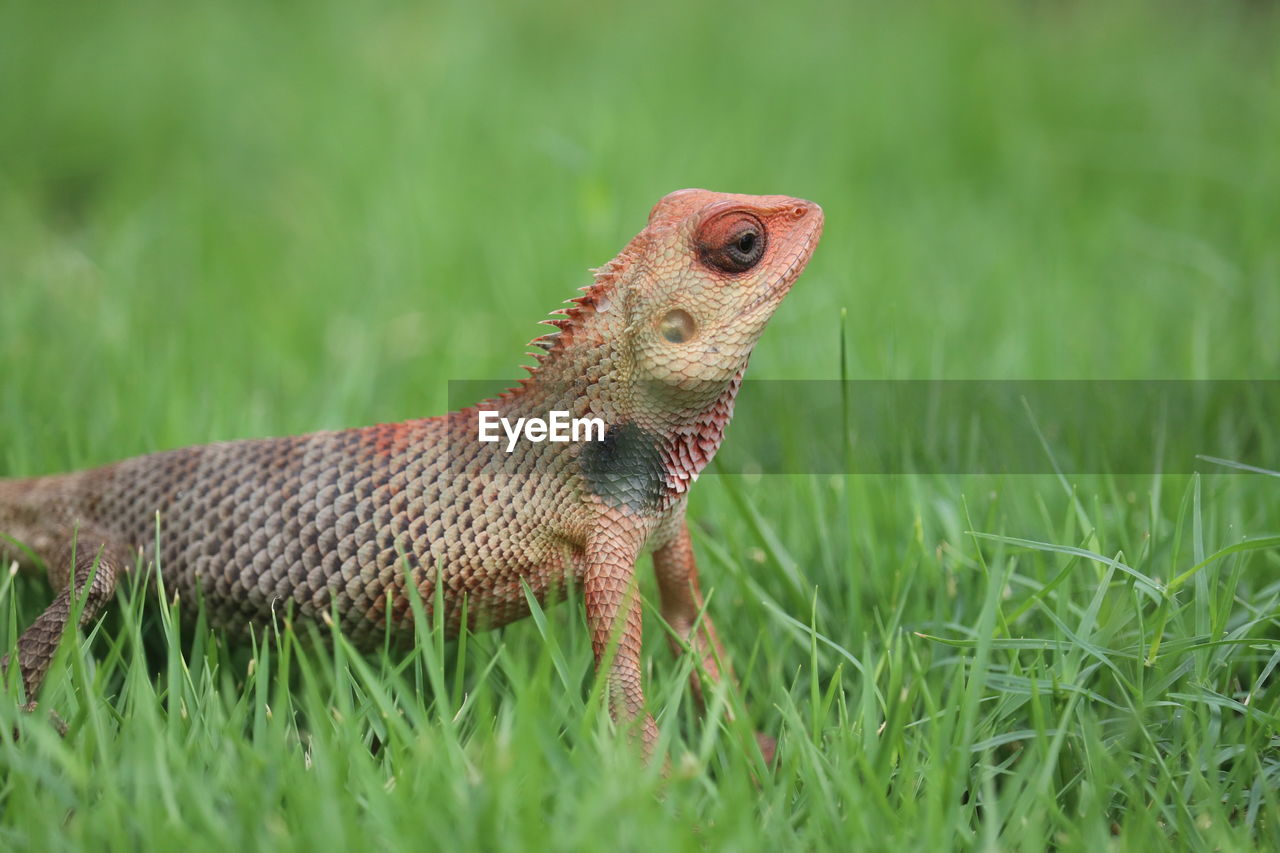 animal themes, animal, one animal, animal wildlife, grass, reptile, wildlife, plant, green, lizard, no people, nature, side view, day, wall lizard, outdoors, land