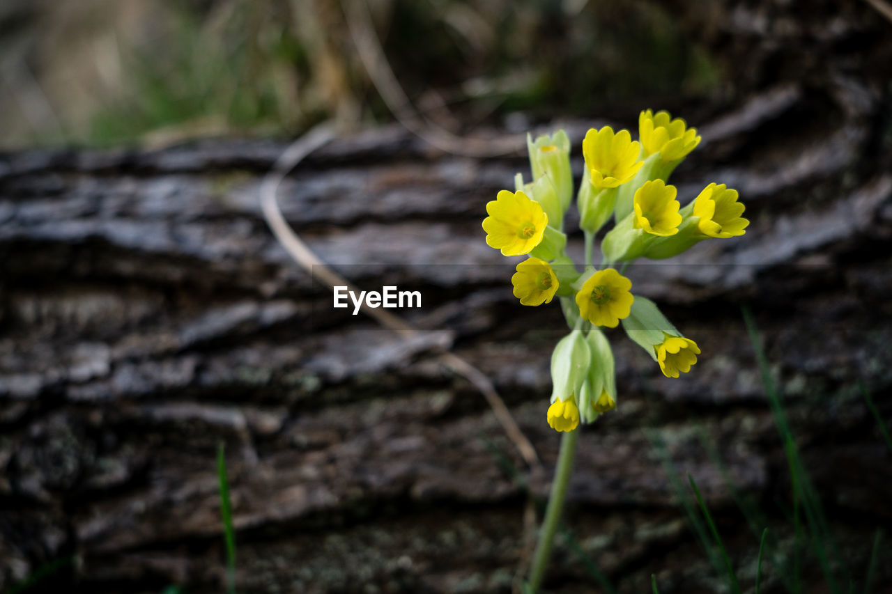 plant, flower, flowering plant, yellow, beauty in nature, nature, freshness, growth, close-up, fragility, green, no people, inflorescence, flower head, focus on foreground, macro photography, petal, outdoors, wildflower, botany, blossom, land, springtime, leaf, day, tree, plant stem, plant part, selective focus, landscape