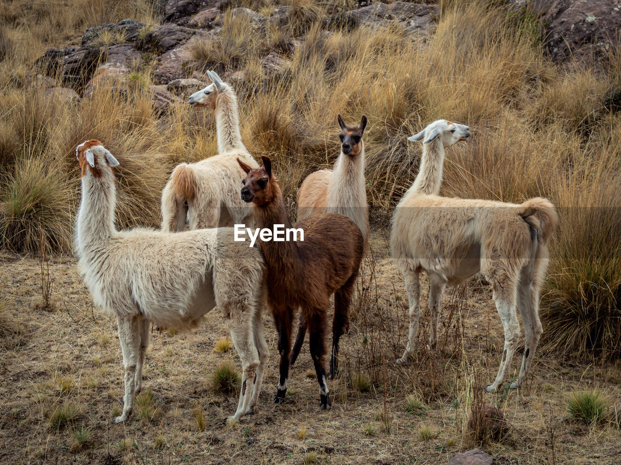 Llama standing in a field