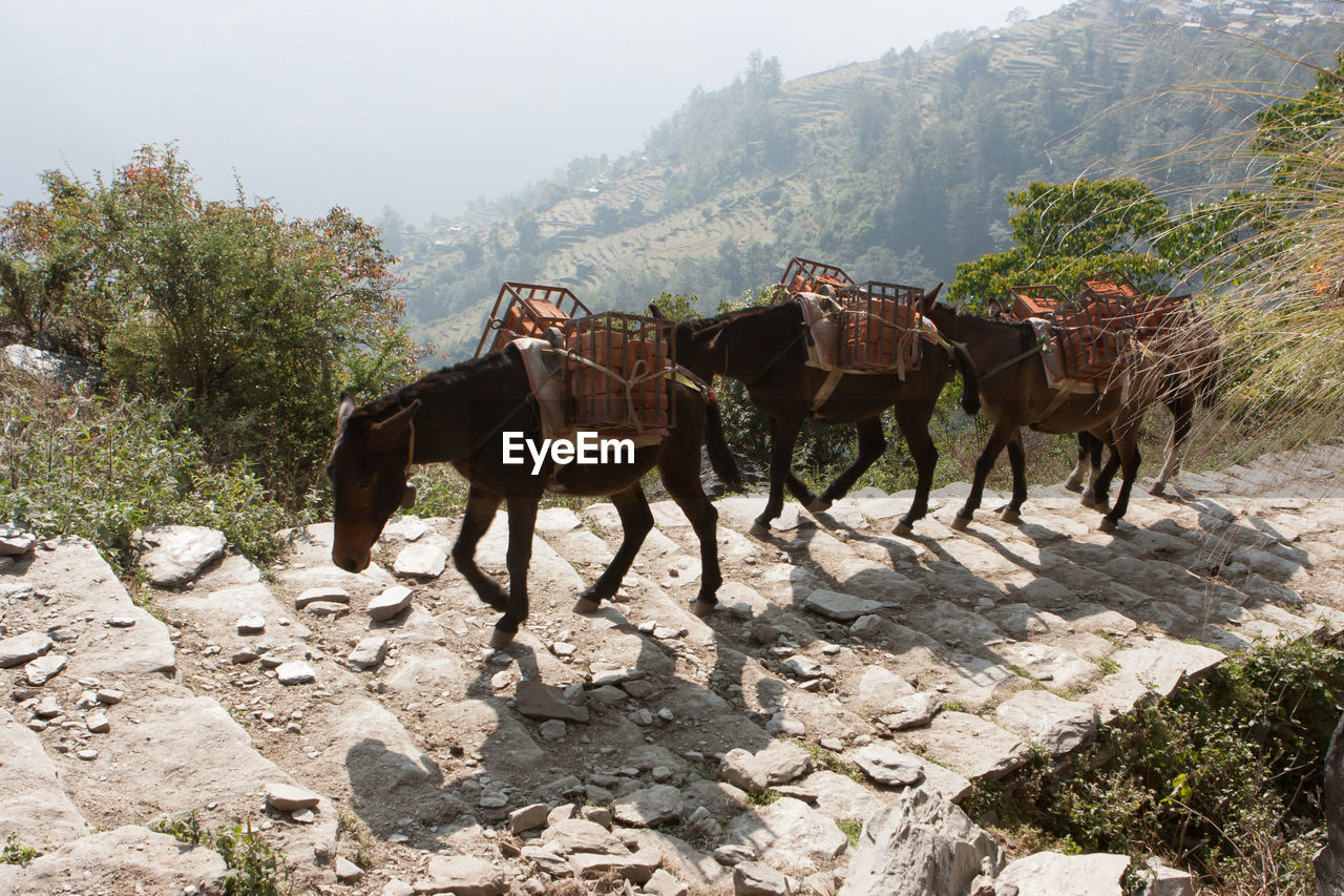 High angle view of donkeys climbing steps