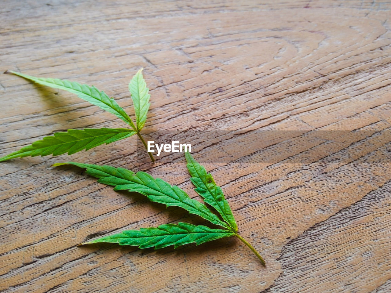 HIGH ANGLE VIEW OF FRESH GREEN LEAF ON TABLE