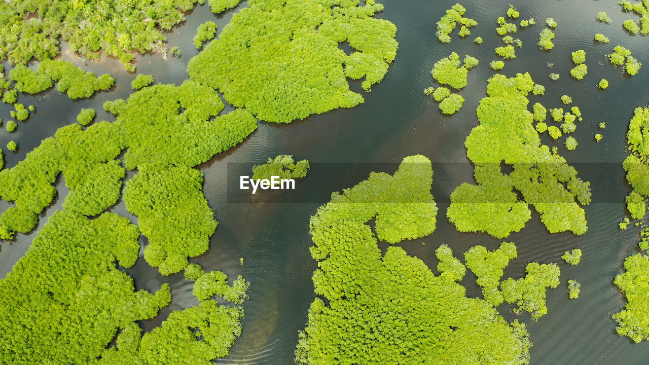 River in tropical mangrove green tree forest top view. mangrove jungles, trees, river. 