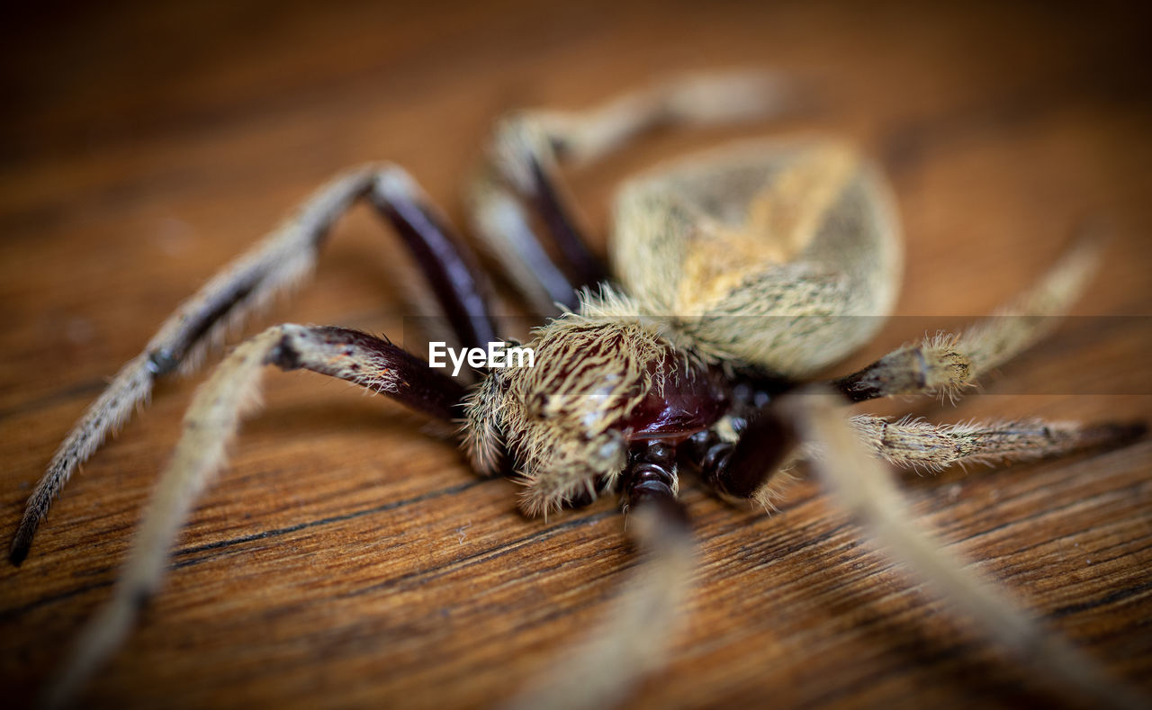 macro photography, close-up, spider, animal themes, animal, insect, animal wildlife, selective focus, wood, one animal, arachnid, no people, macro, wildlife, tarantula, indoors, animal body part, nature, animal hair, table