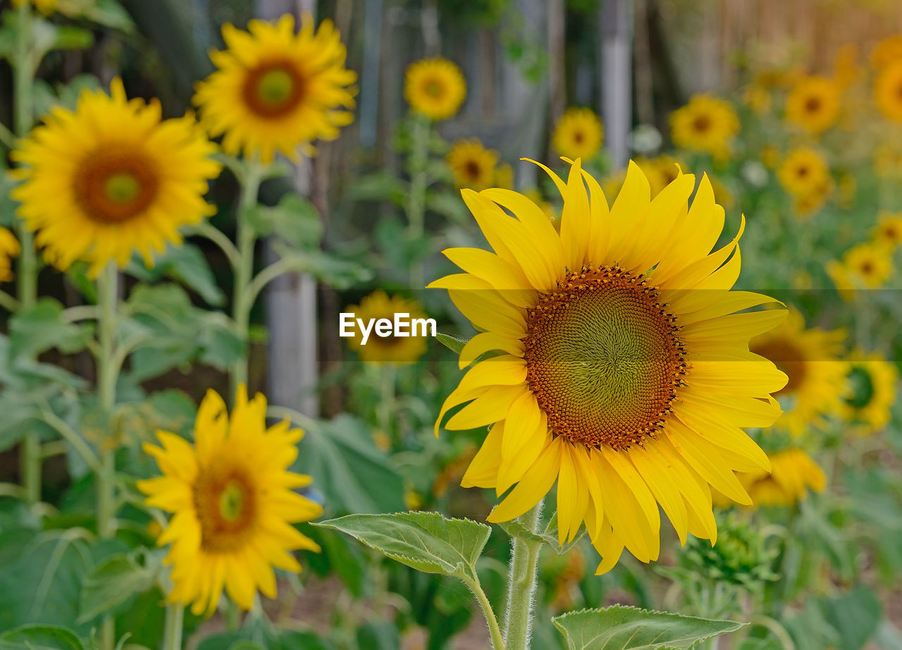 CLOSE-UP OF SUNFLOWER