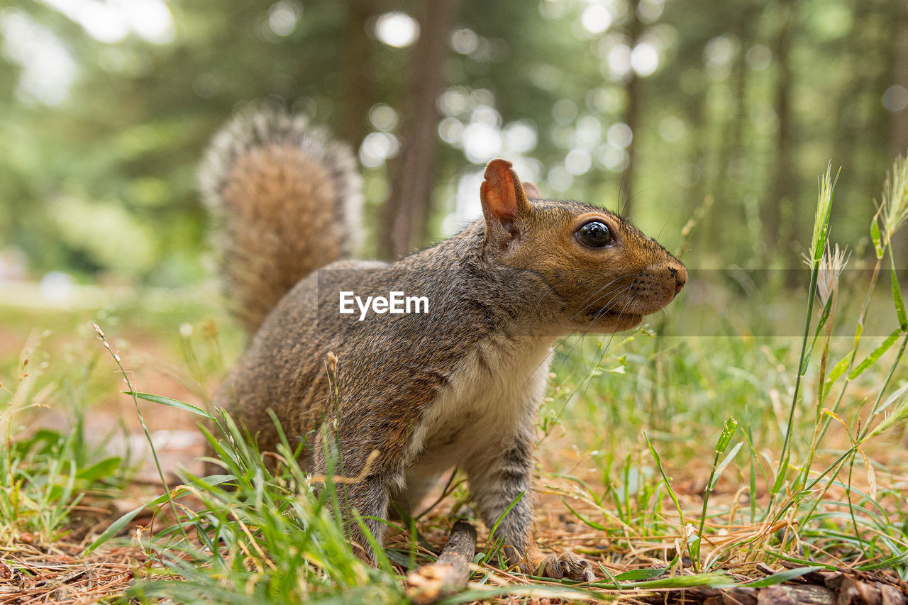 Portrait of gray squirrel in the forest, nature photography of wild animal