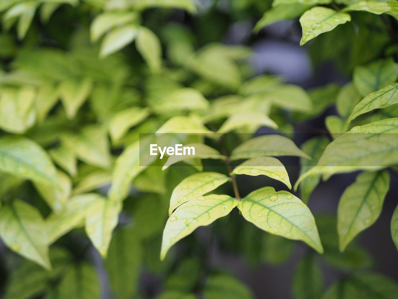 Close-up of green leaves