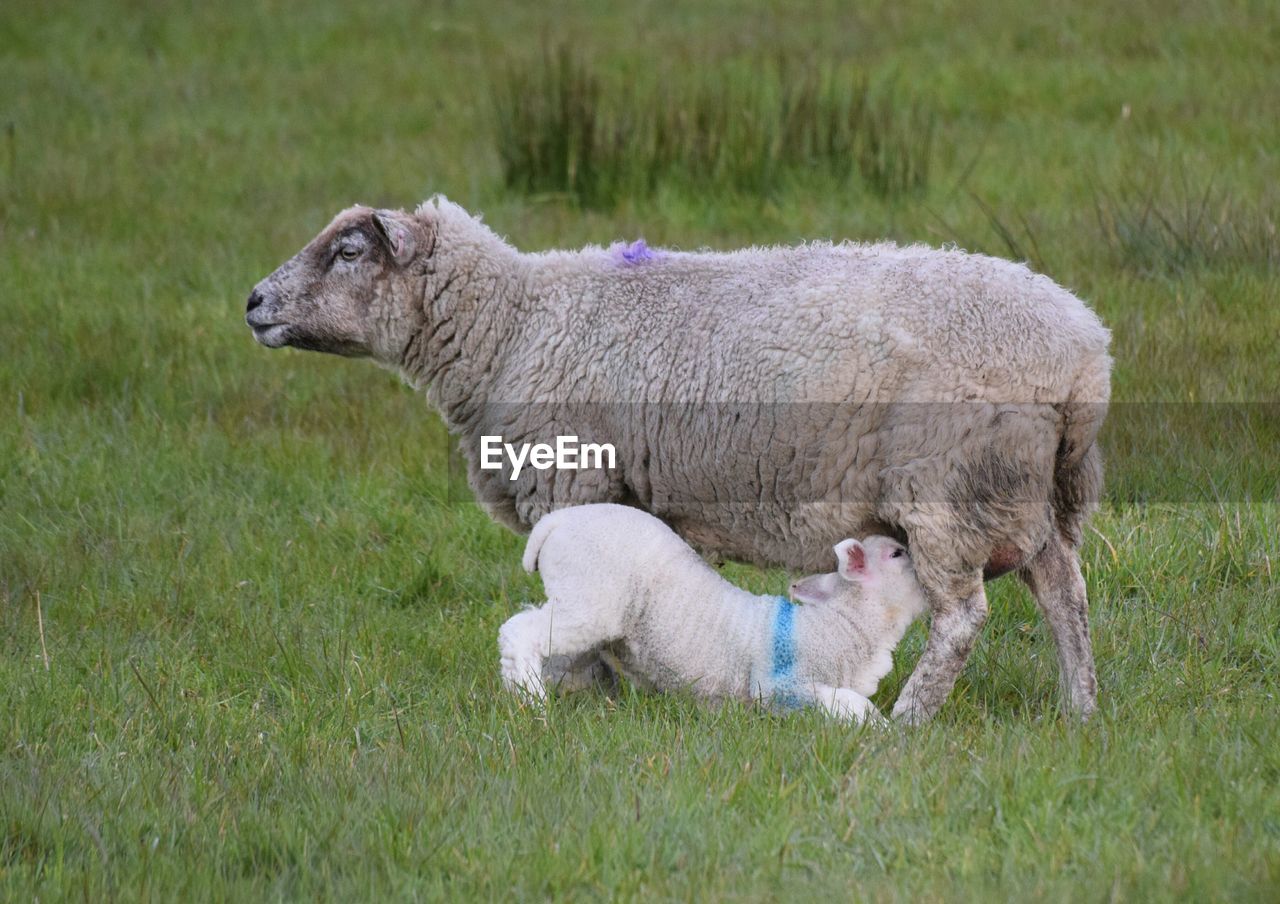 Sheep grazing on grassy field