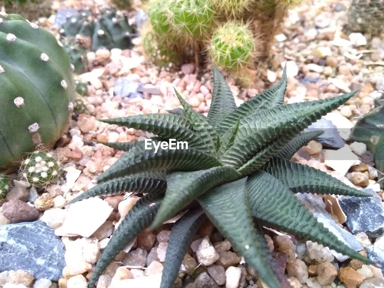 HIGH ANGLE VIEW OF SUCCULENT PLANT DURING SUNSET