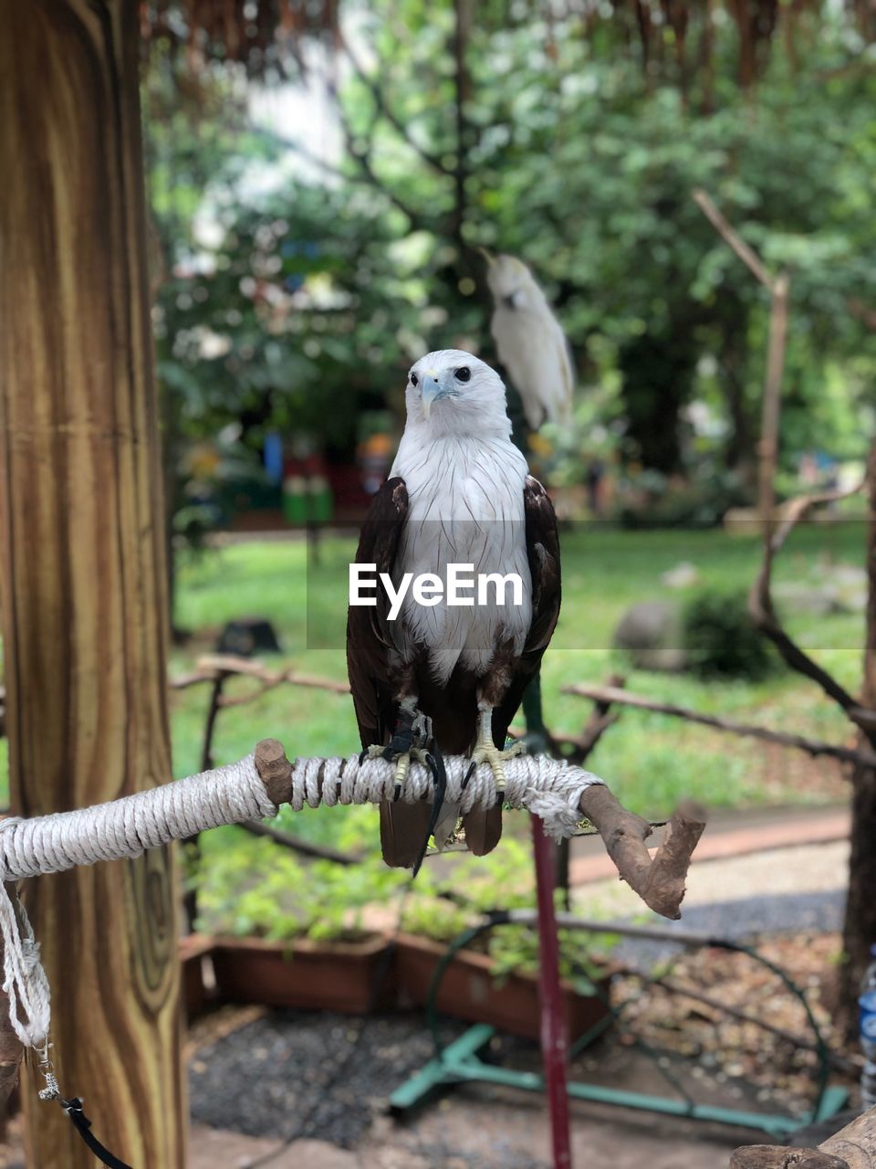 CLOSE-UP OF BIRD PERCHING ON BRANCH