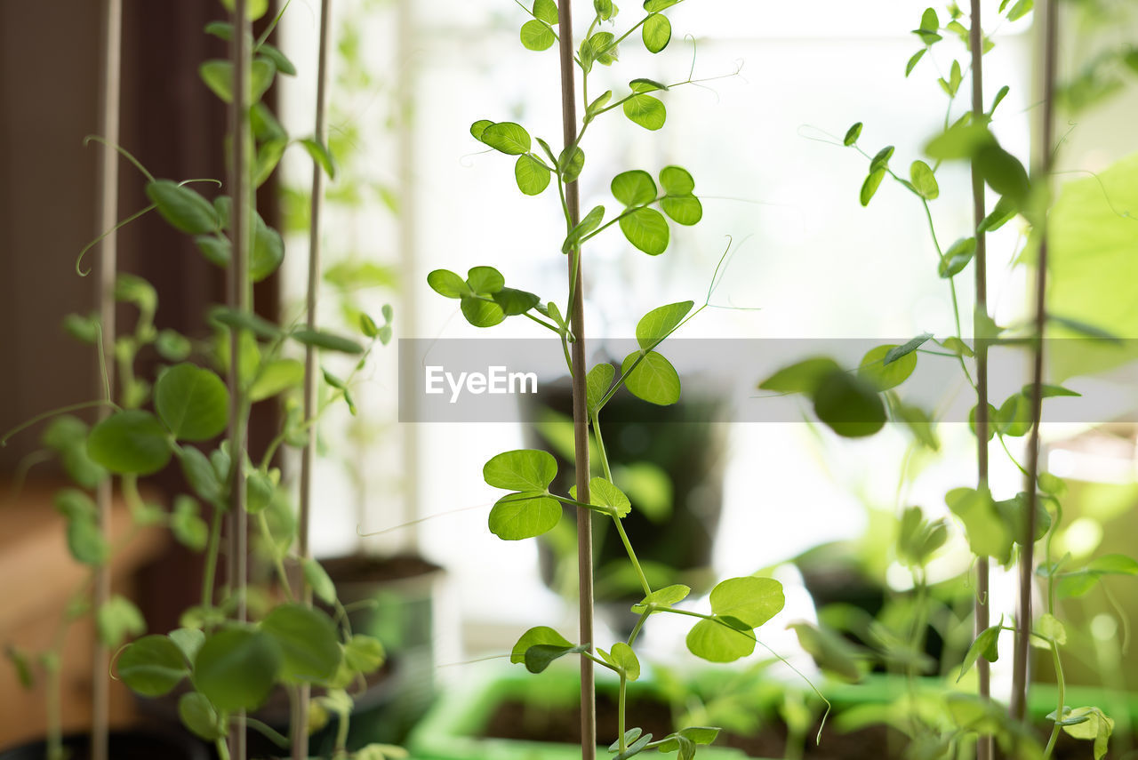 CLOSE-UP OF FRESH GREEN PLANTS