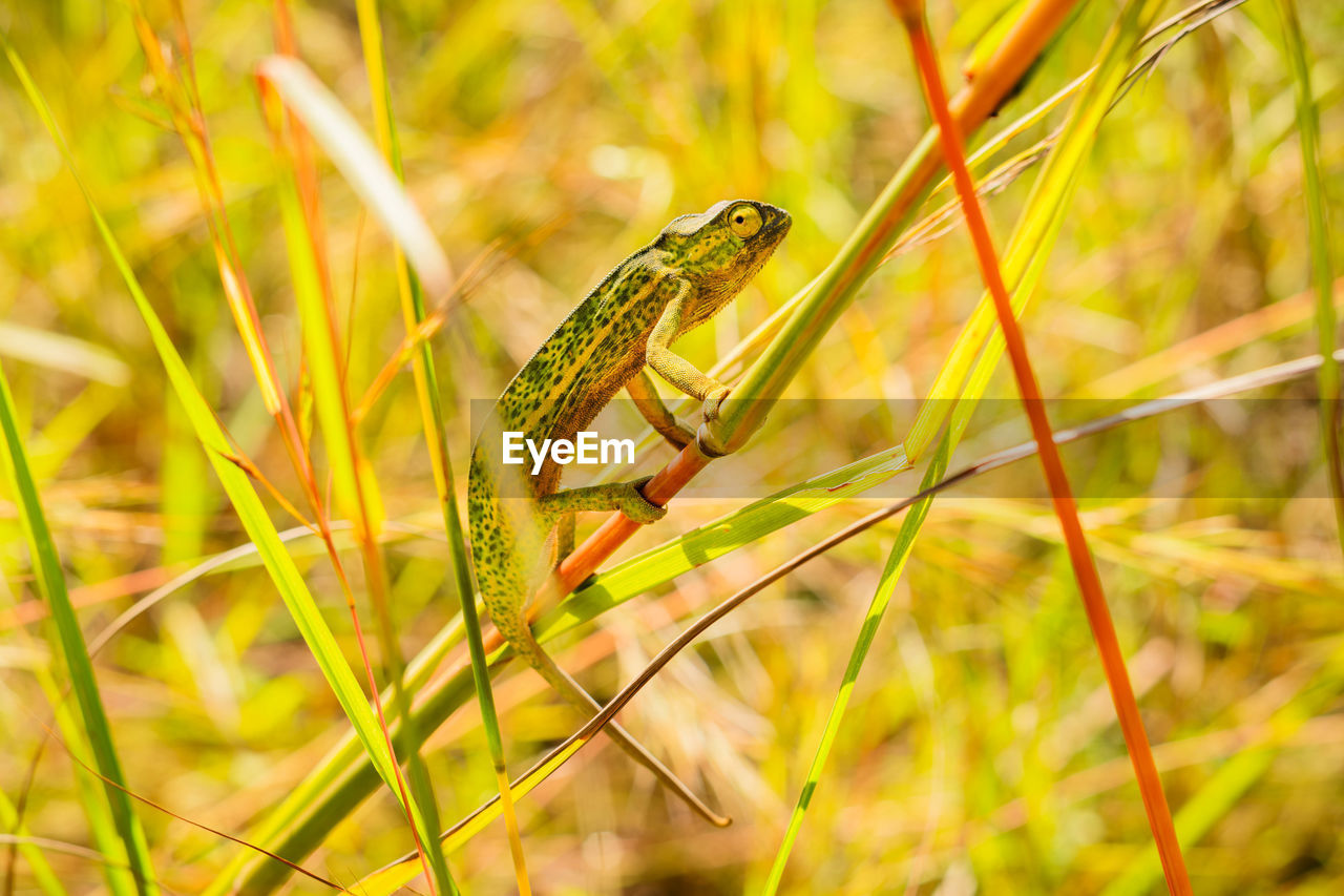 Chameleon climbing in the savanna. ideal for nature, wildlife, and safari projects. 