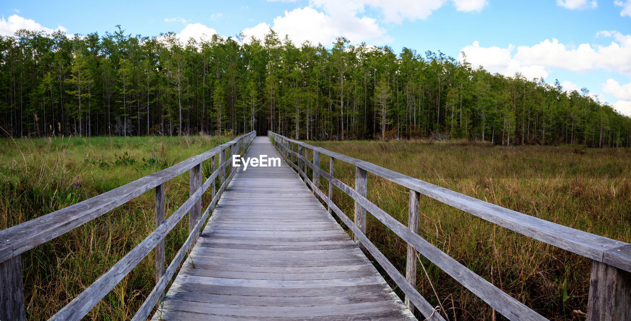 VIEW OF TREES IN FOREST