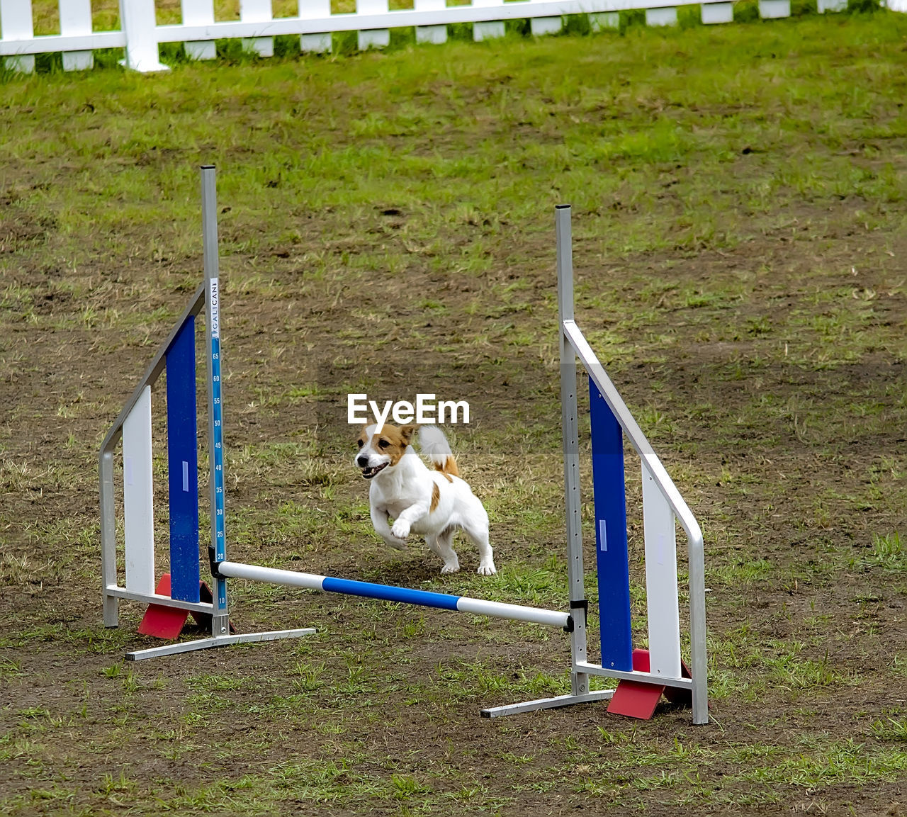 animal themes, pet, animal, domestic animals, dog, mammal, one animal, canine, sports, animal sports, grass, hurdle, day, plant, field, nature, land, no people, fence, jumping