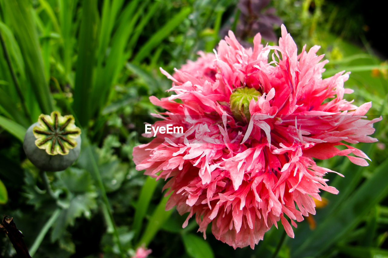 CLOSE-UP OF PINK FLOWER