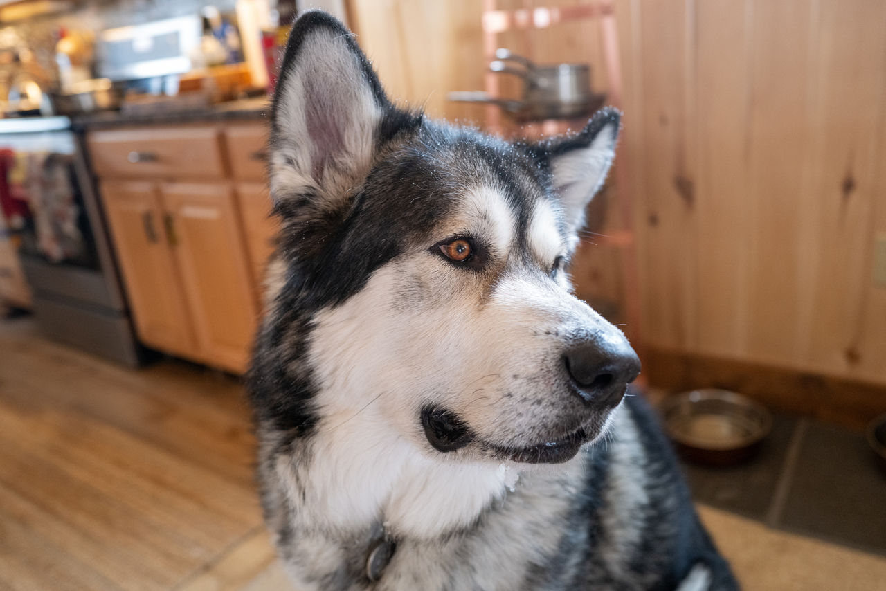 pet, one animal, domestic animals, animal themes, animal, mammal, dog, canine, indoors, focus on foreground, looking, home interior, animal body part, sled dog, no people, domestic room, siberian husky, flooring, wolfdog, close-up, looking away, carnivore, animal head