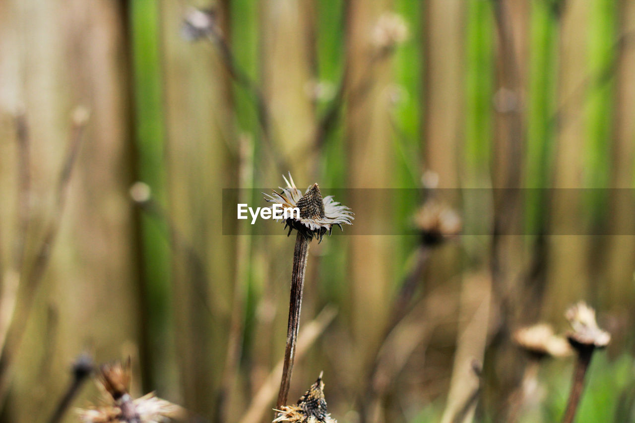 Close-up of wilted dandelion flower