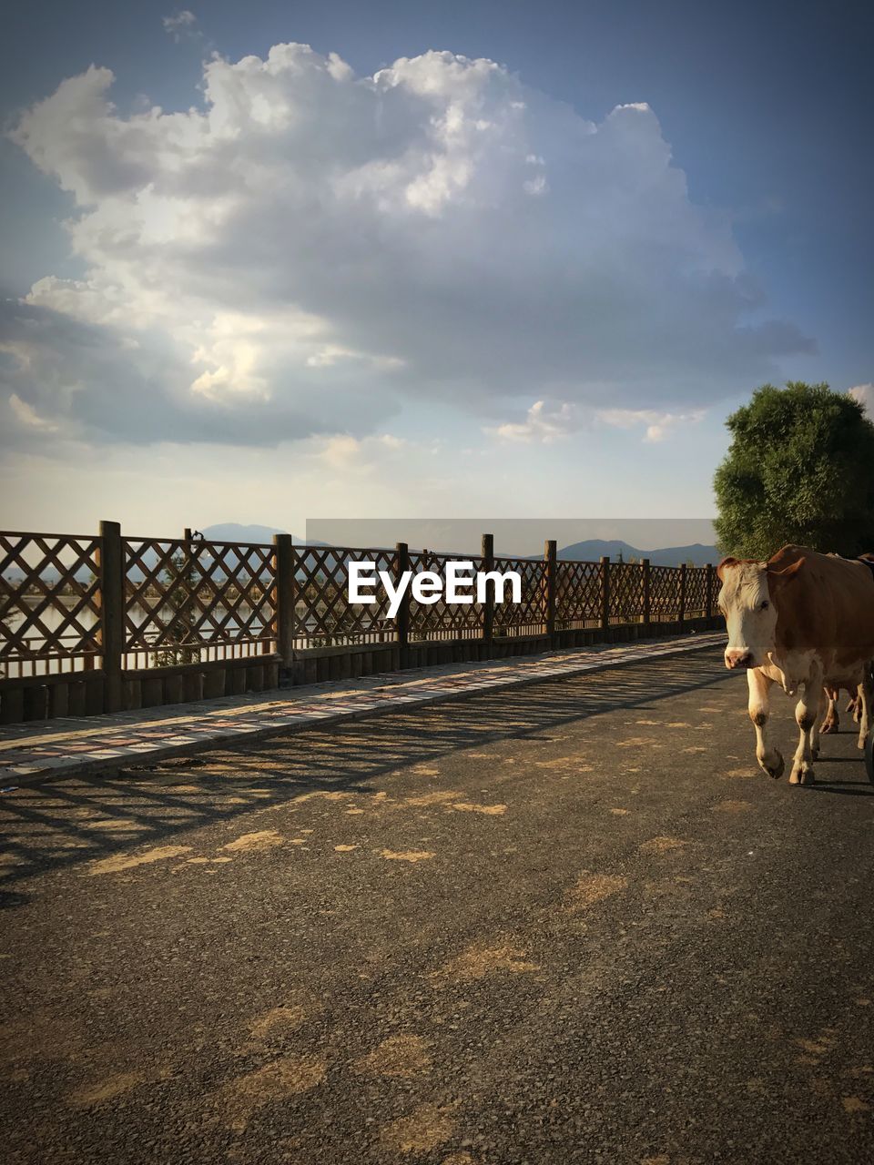 VIEW OF A DOG ON ROAD