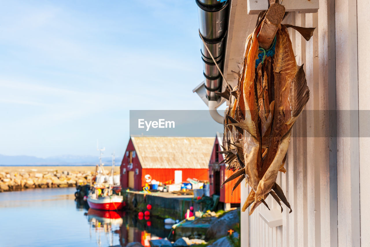 Stockfish in the fishing village grip in norway