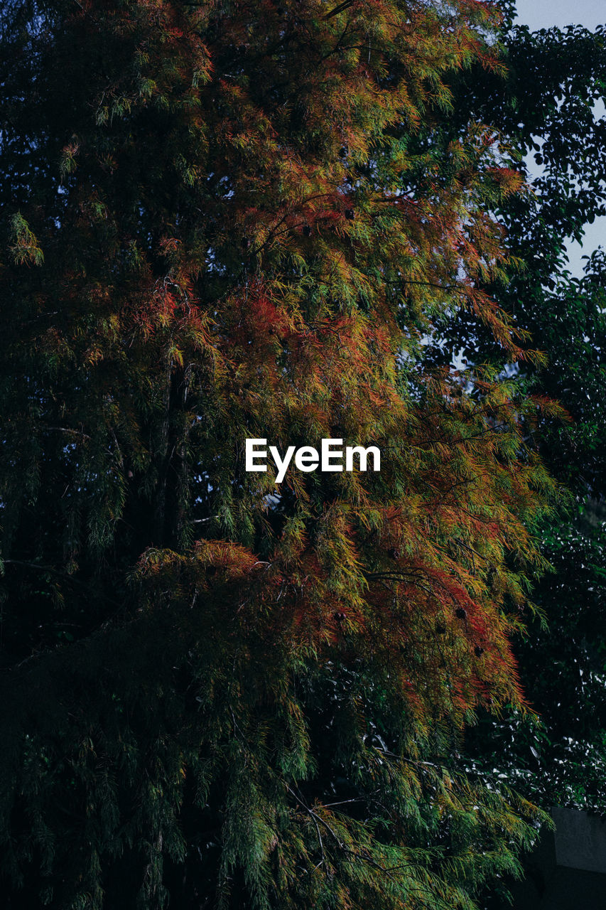 TREES IN FOREST AGAINST SKY