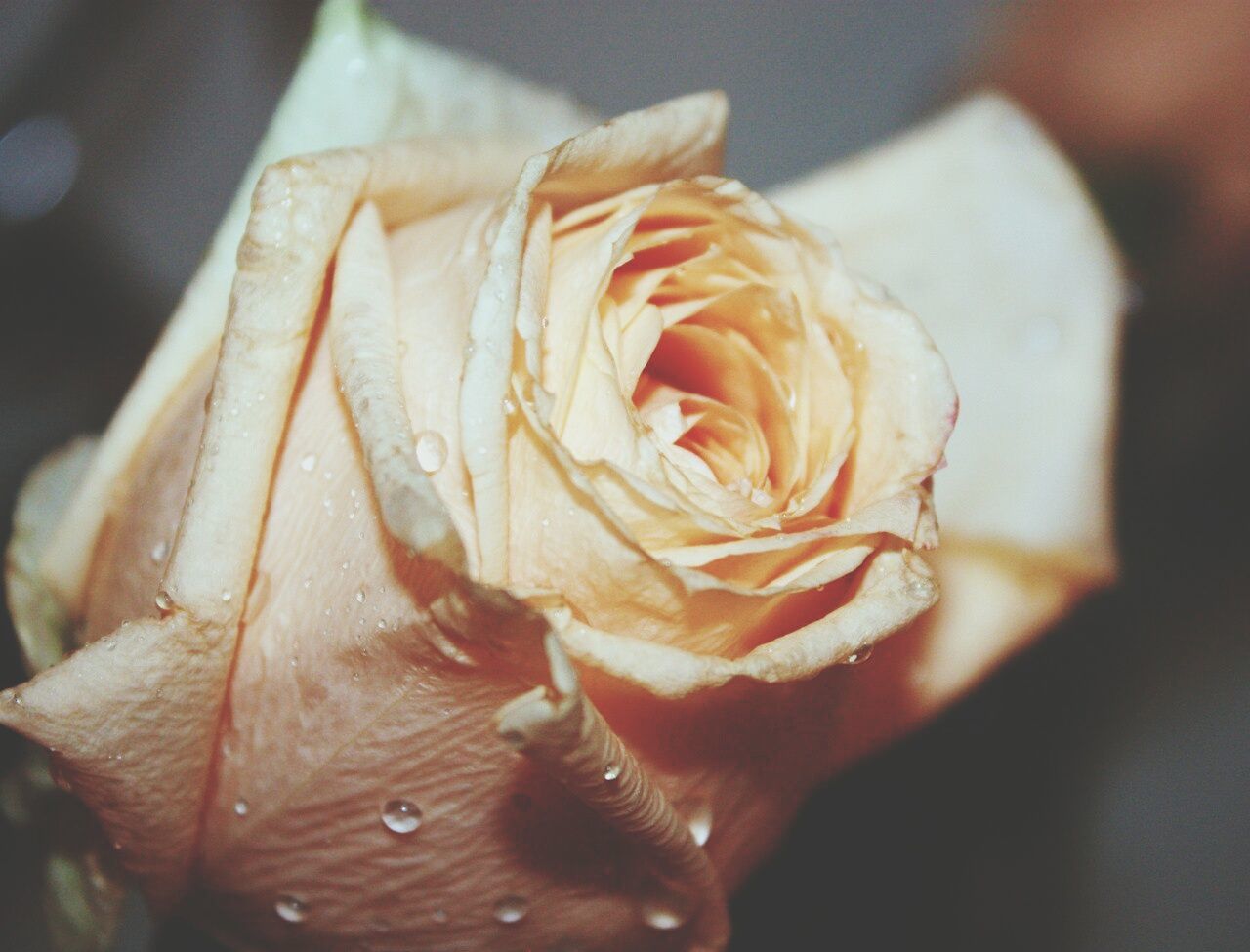 Close-up of wet rose blooming outdoors