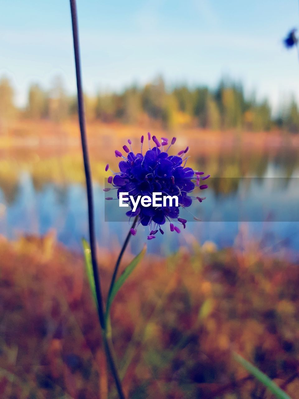 CLOSE-UP OF FLOWERS BLOOMING OUTDOORS