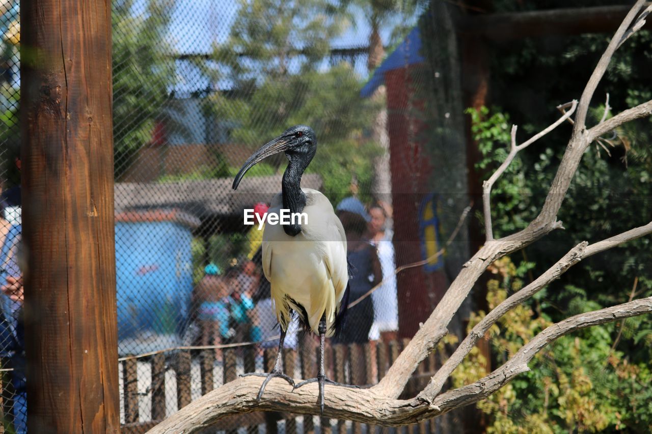 Birds perching on a tree