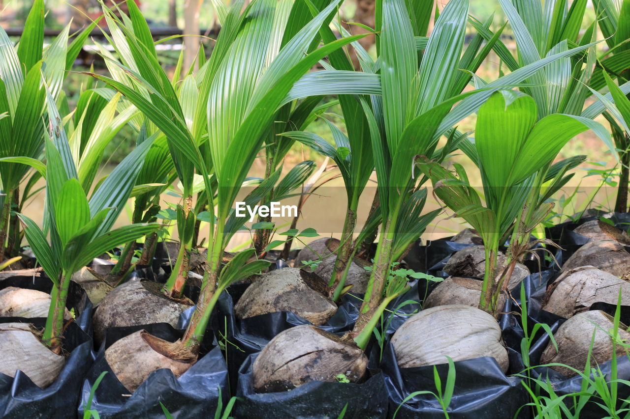 High angle view of plants growing on field