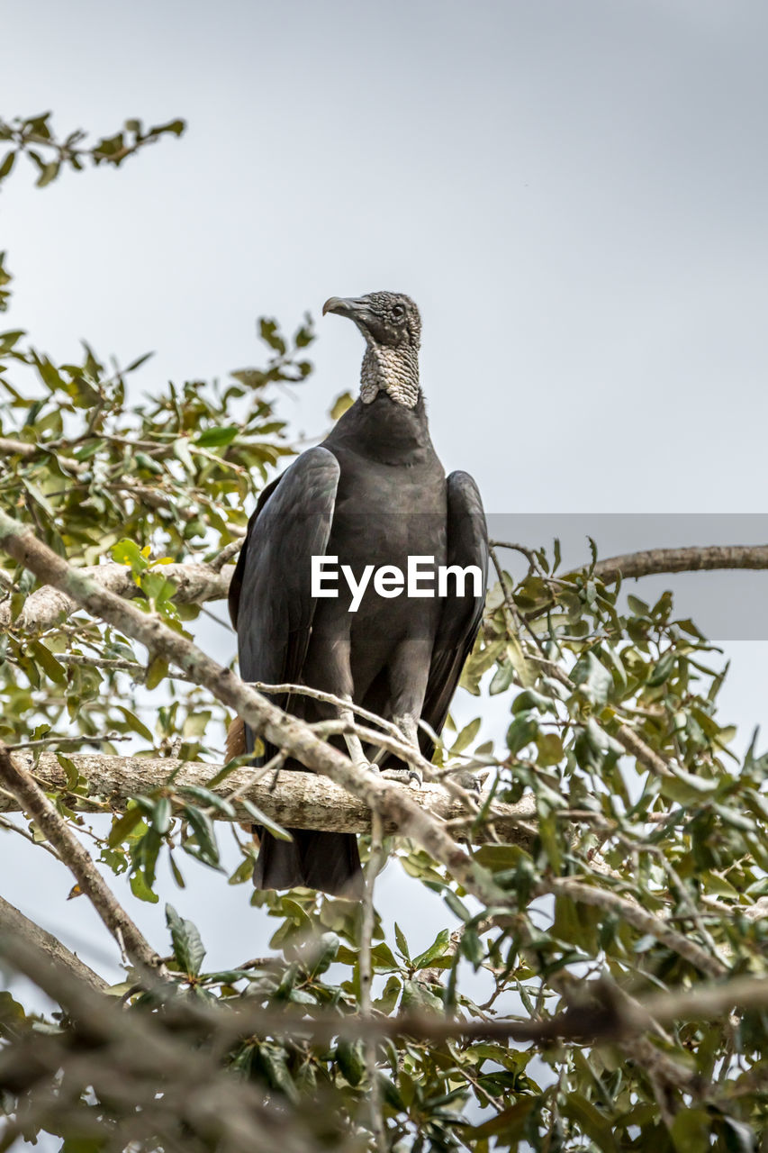 LOW ANGLE VIEW OF BIRD PERCHING ON A TREE