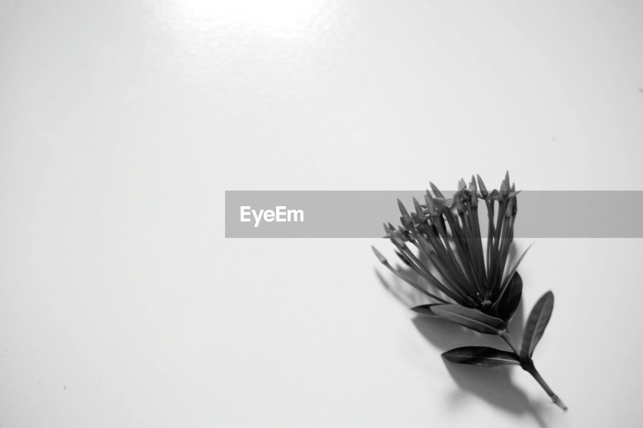 HIGH ANGLE VIEW OF WHITE FLOWER ON TABLE AGAINST GRAY BACKGROUND