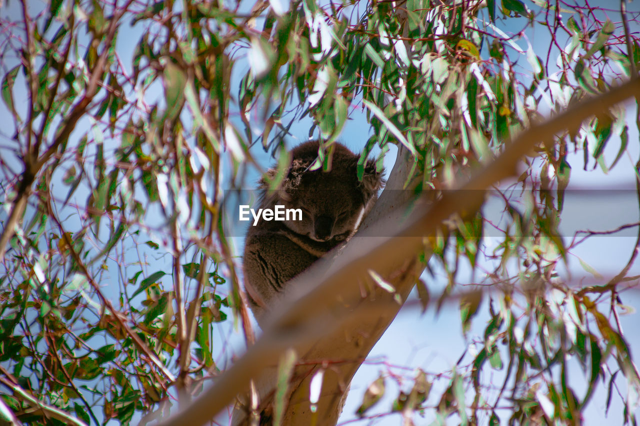 Low angle view of koala in eucalyptus tree