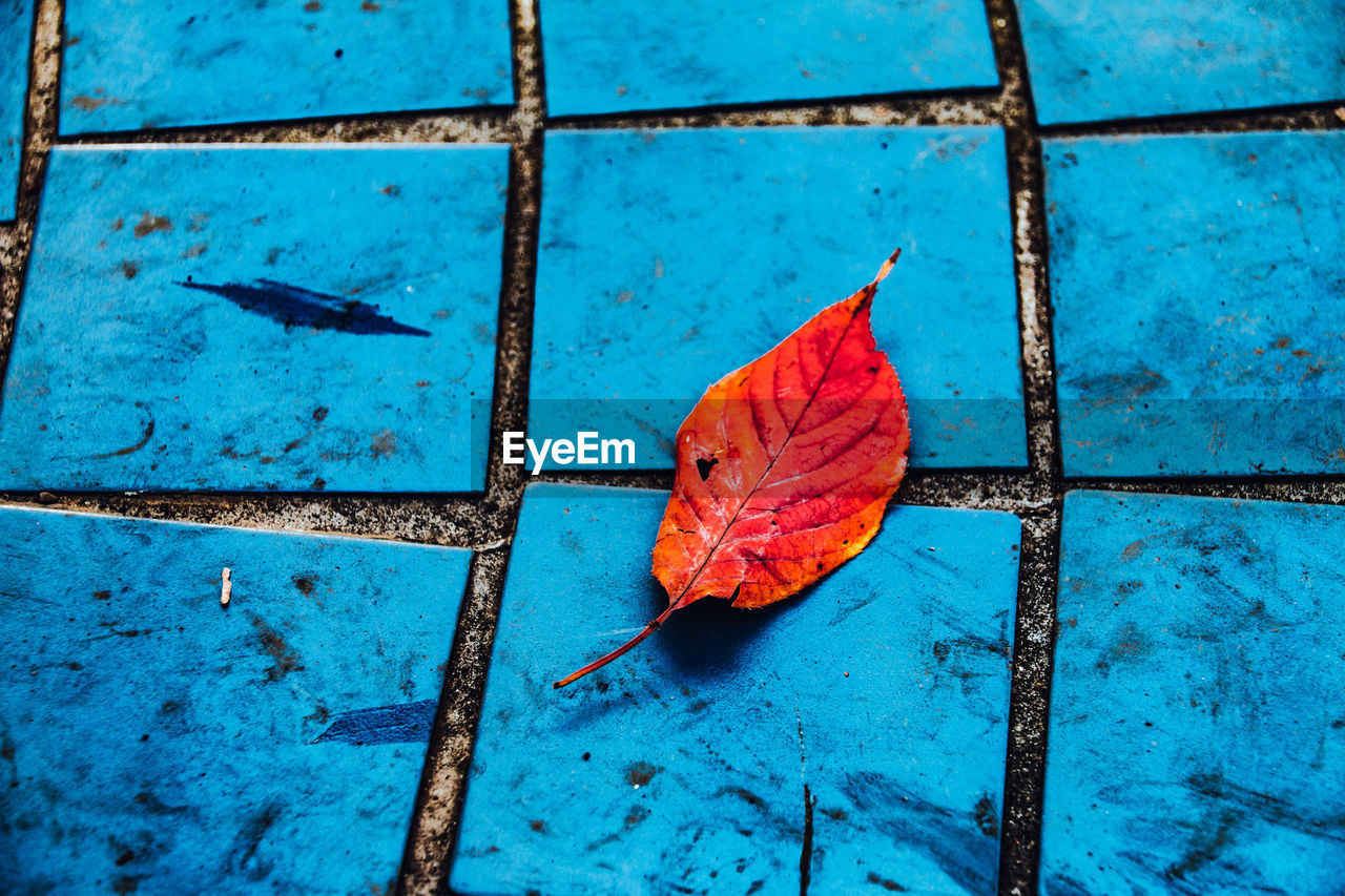 HIGH ANGLE VIEW OF DRY MAPLE LEAF ON FALLEN