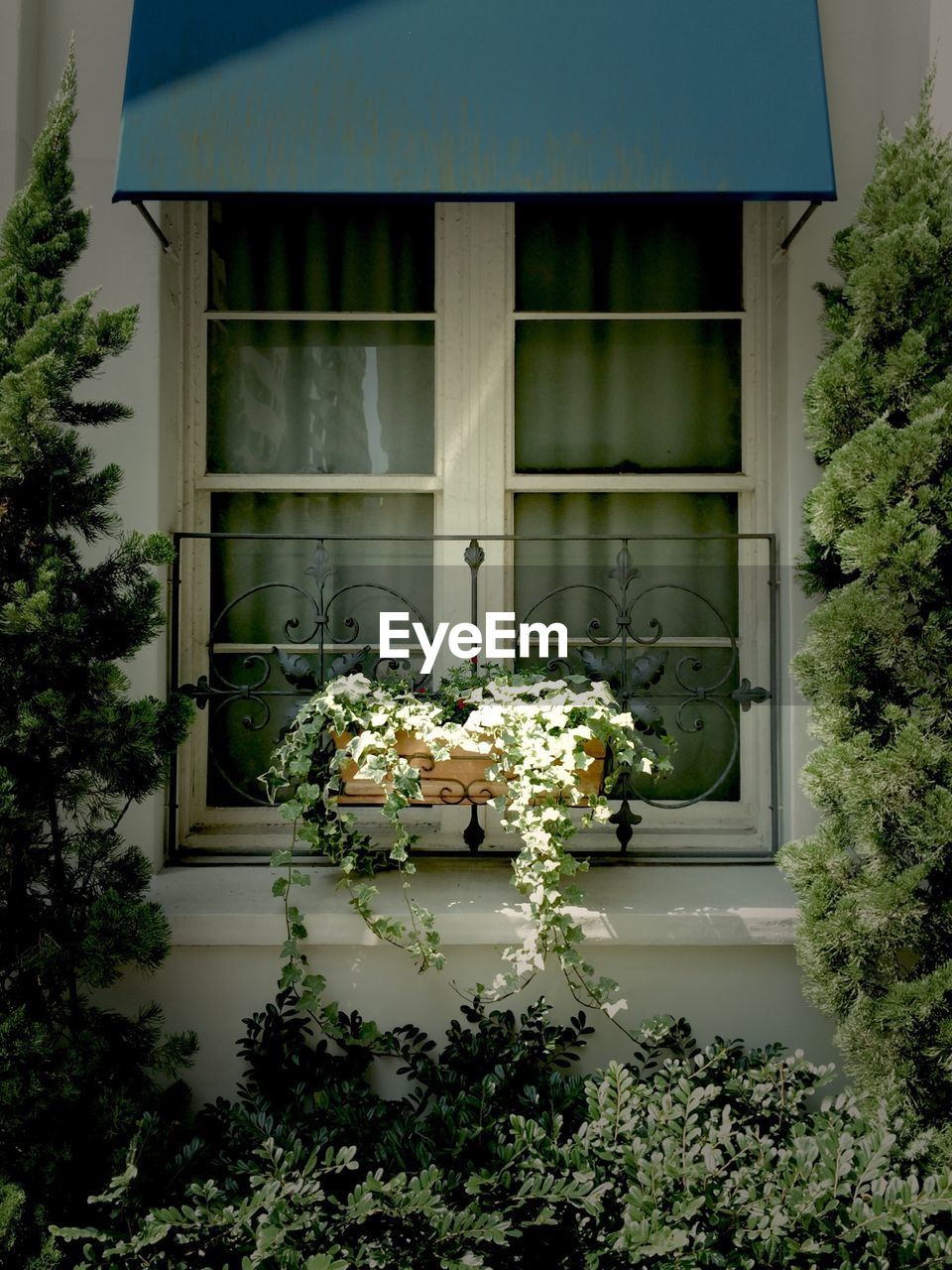 FLOWERS GROWING ON HOUSE