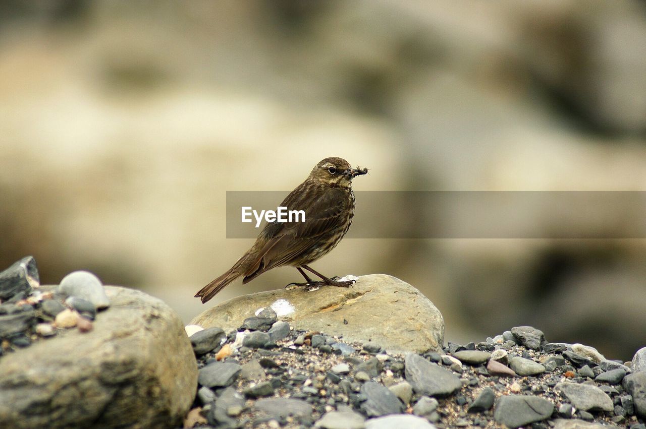 Bird perching on rock