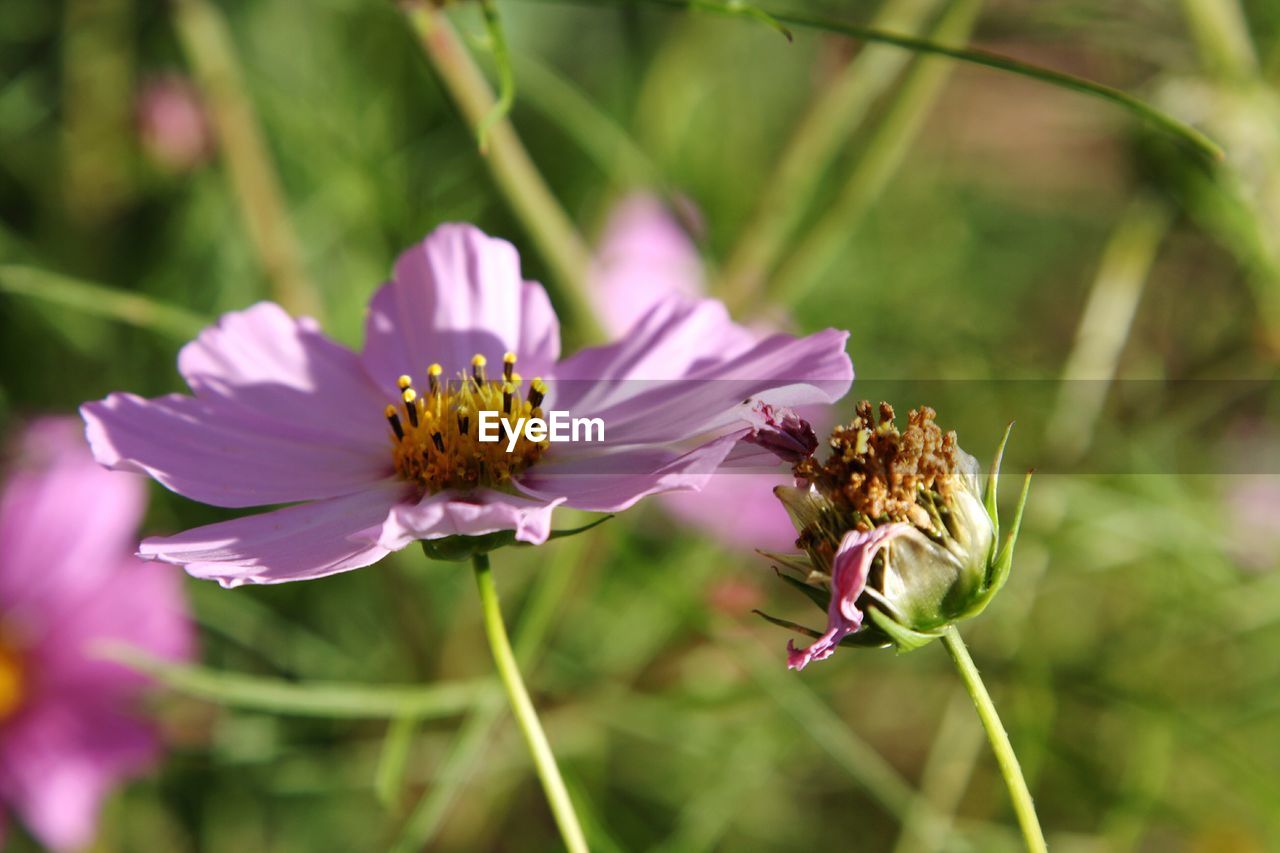 Close-up of cosmos flower