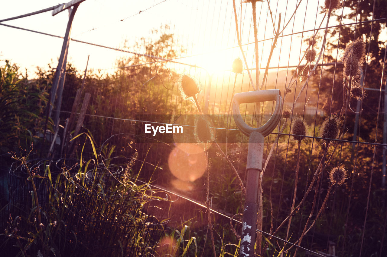 Golden sunset evening light filters through wild garden plants.