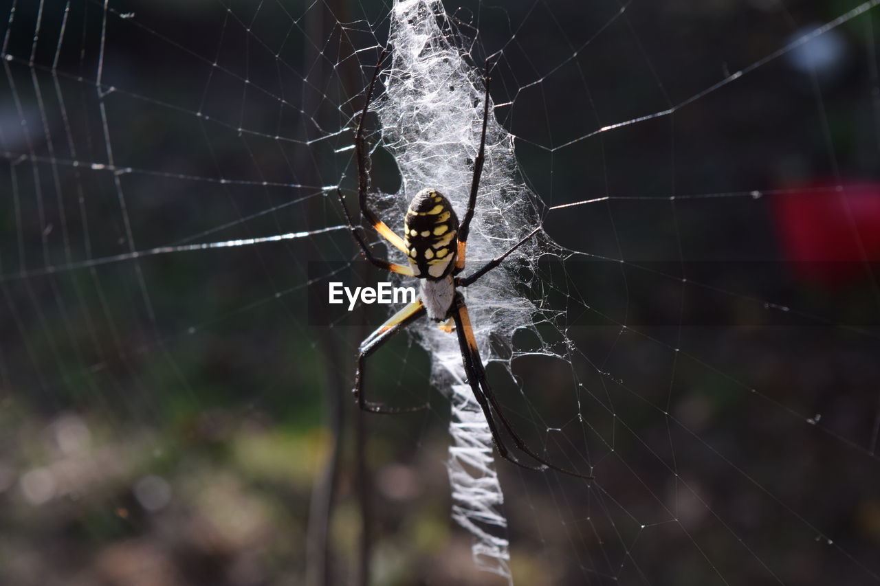 SPIDER ON WEB