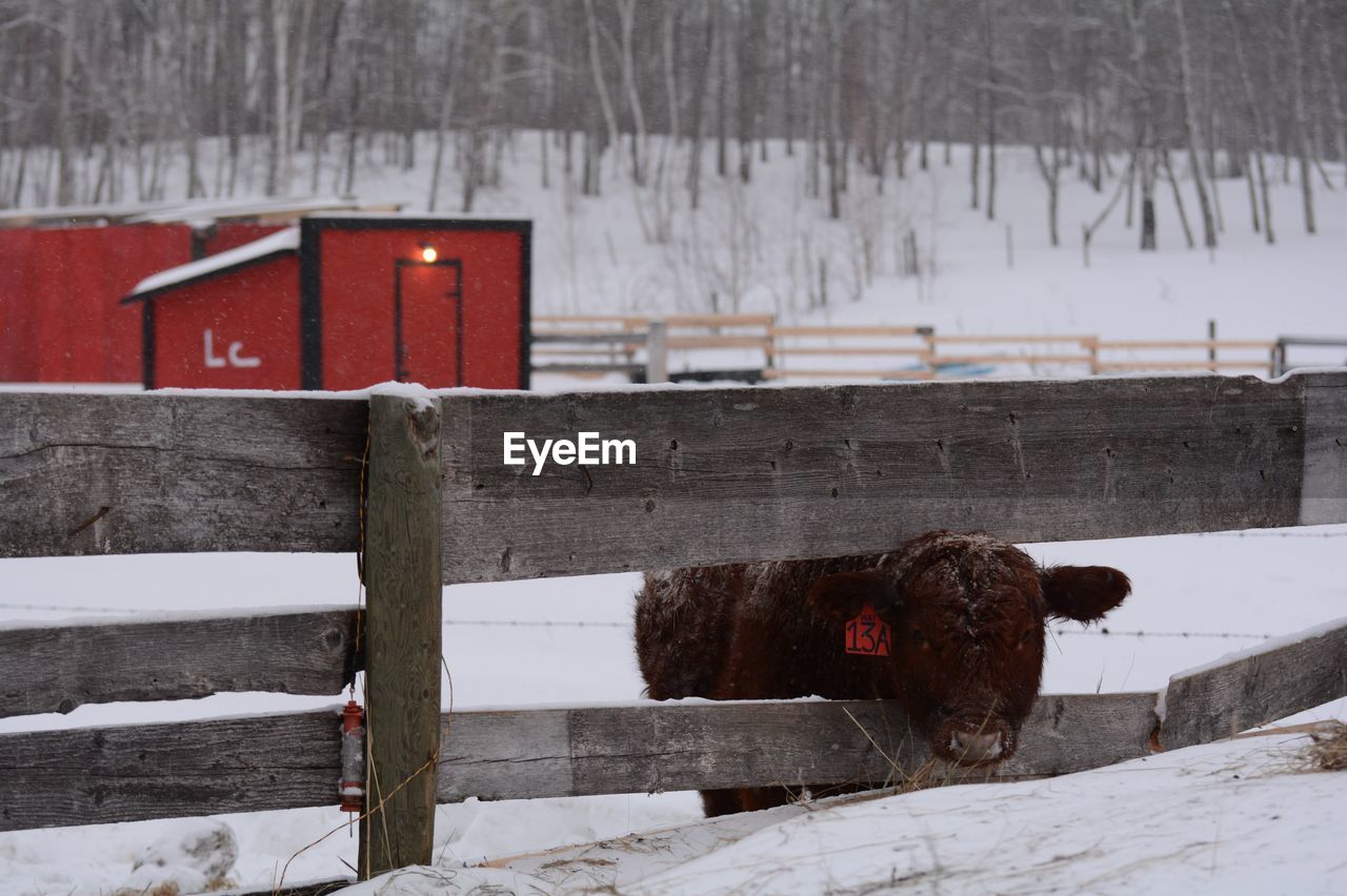 Heifer peaking through a fence 