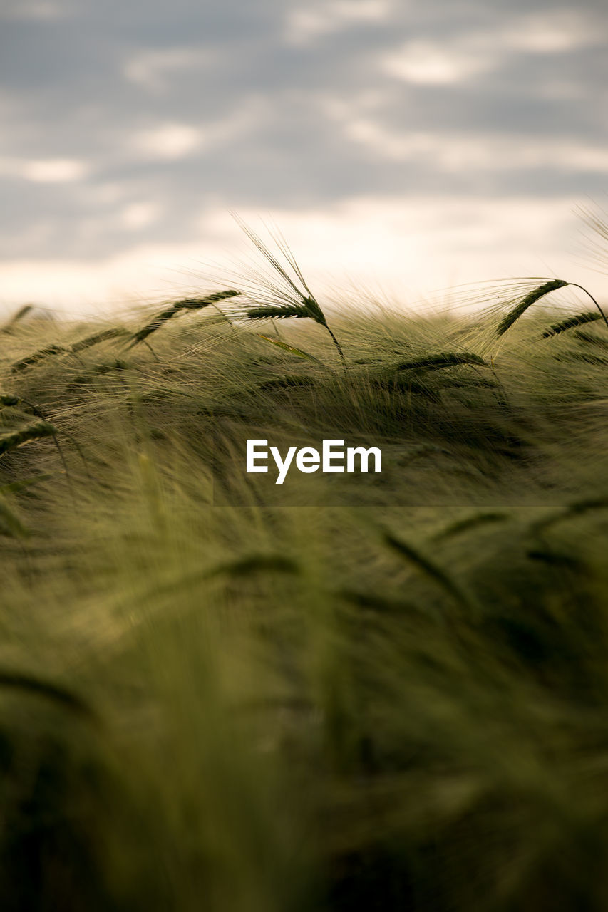 CLOSE-UP OF GRASS ON FIELD
