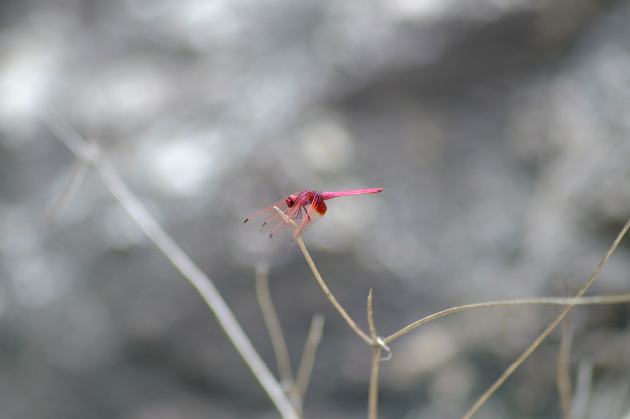 CLOSE-UP OF INSECT ON RED PLANT