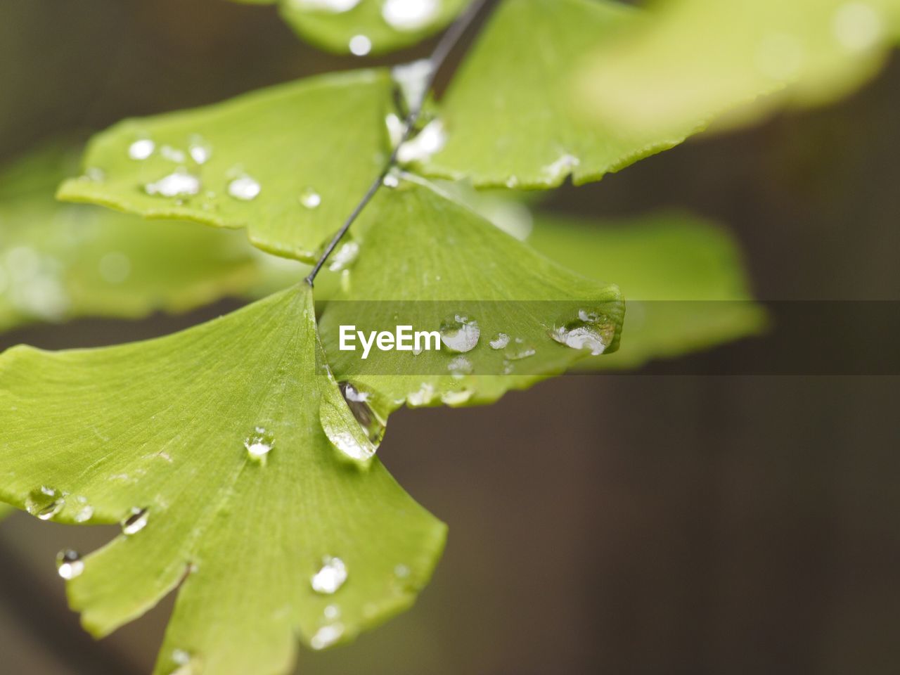 CLOSE-UP OF WET LEAF