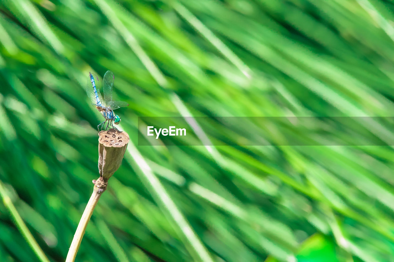 CLOSE-UP OF INSECT ON GRASS