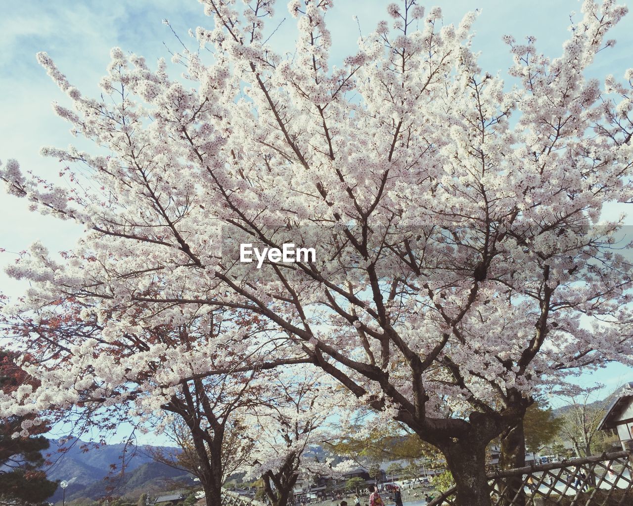 LOW ANGLE VIEW OF CHERRY BLOSSOMS