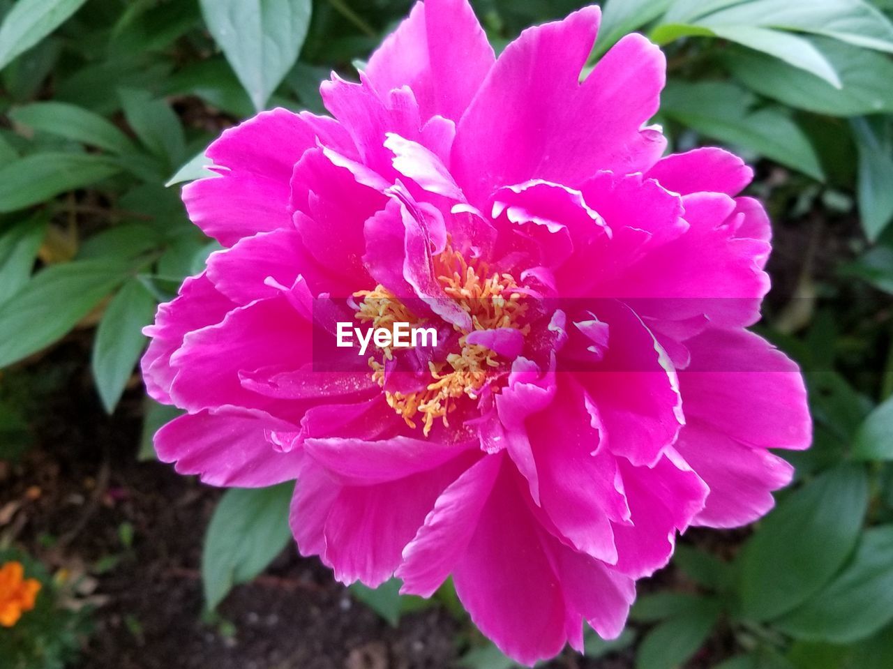 CLOSE-UP OF PINK FLOWERING PLANTS