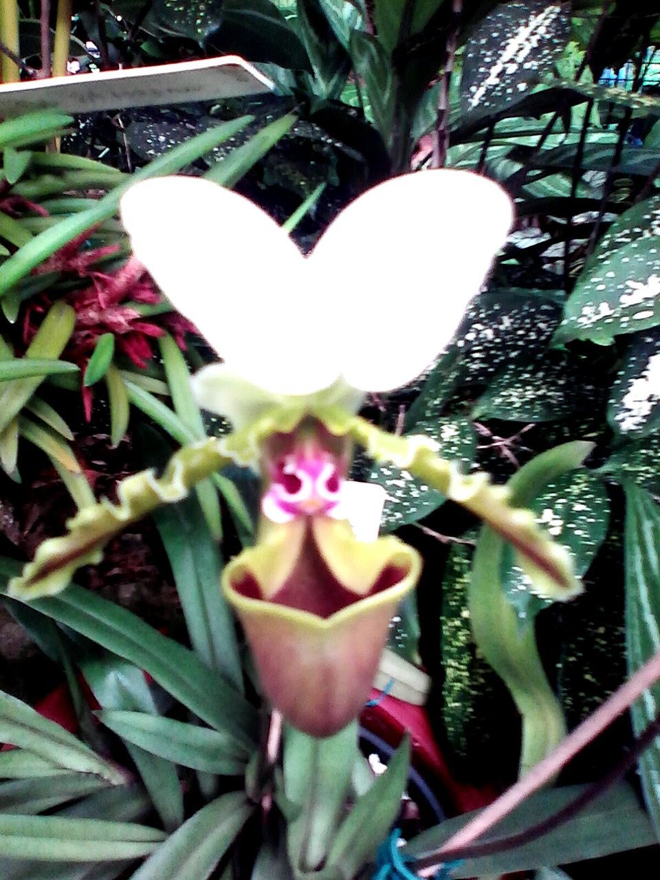 CLOSE-UP OF FLOWERS