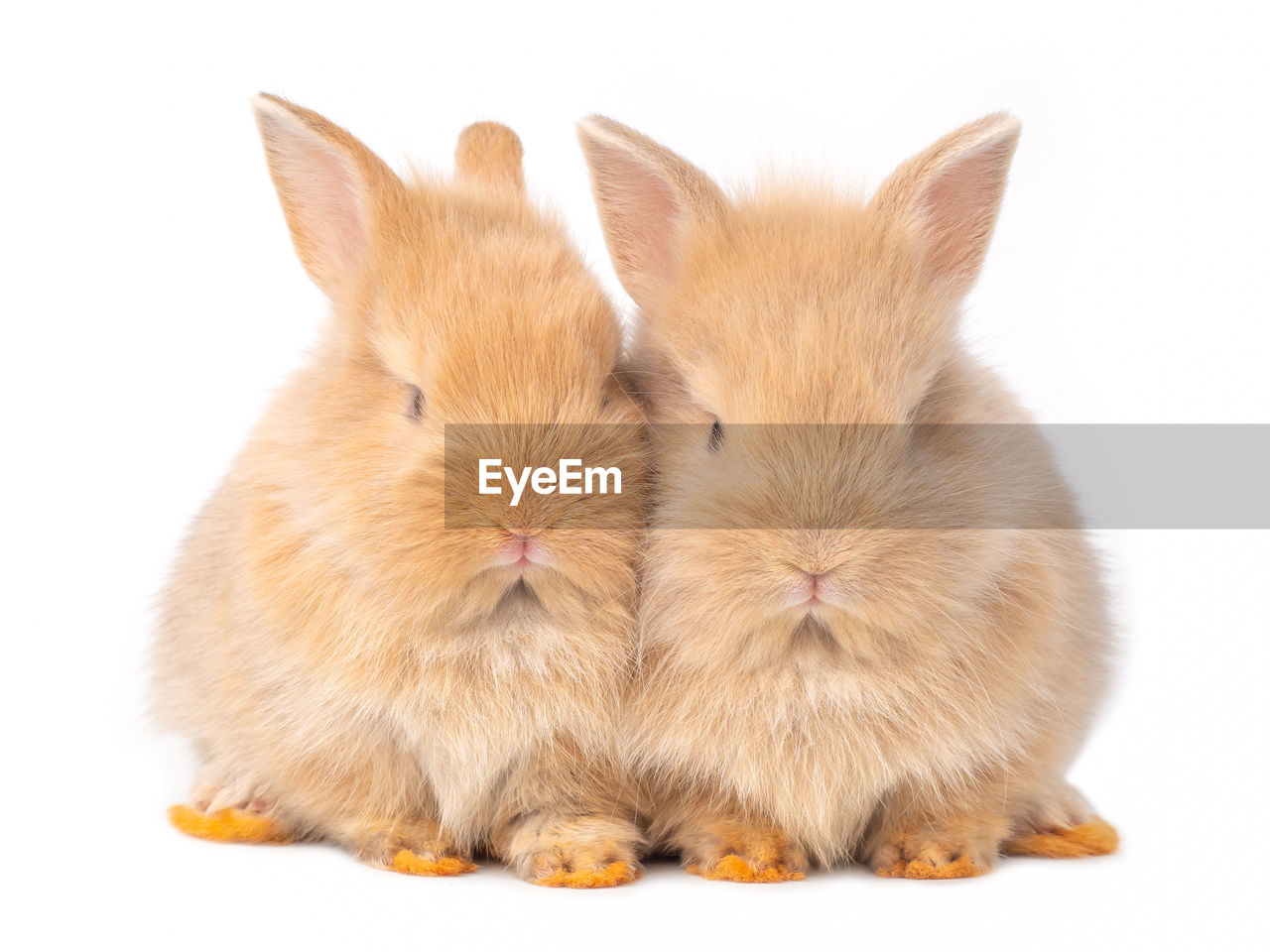 CLOSE-UP OF TWO CATS ON WHITE BACKGROUND