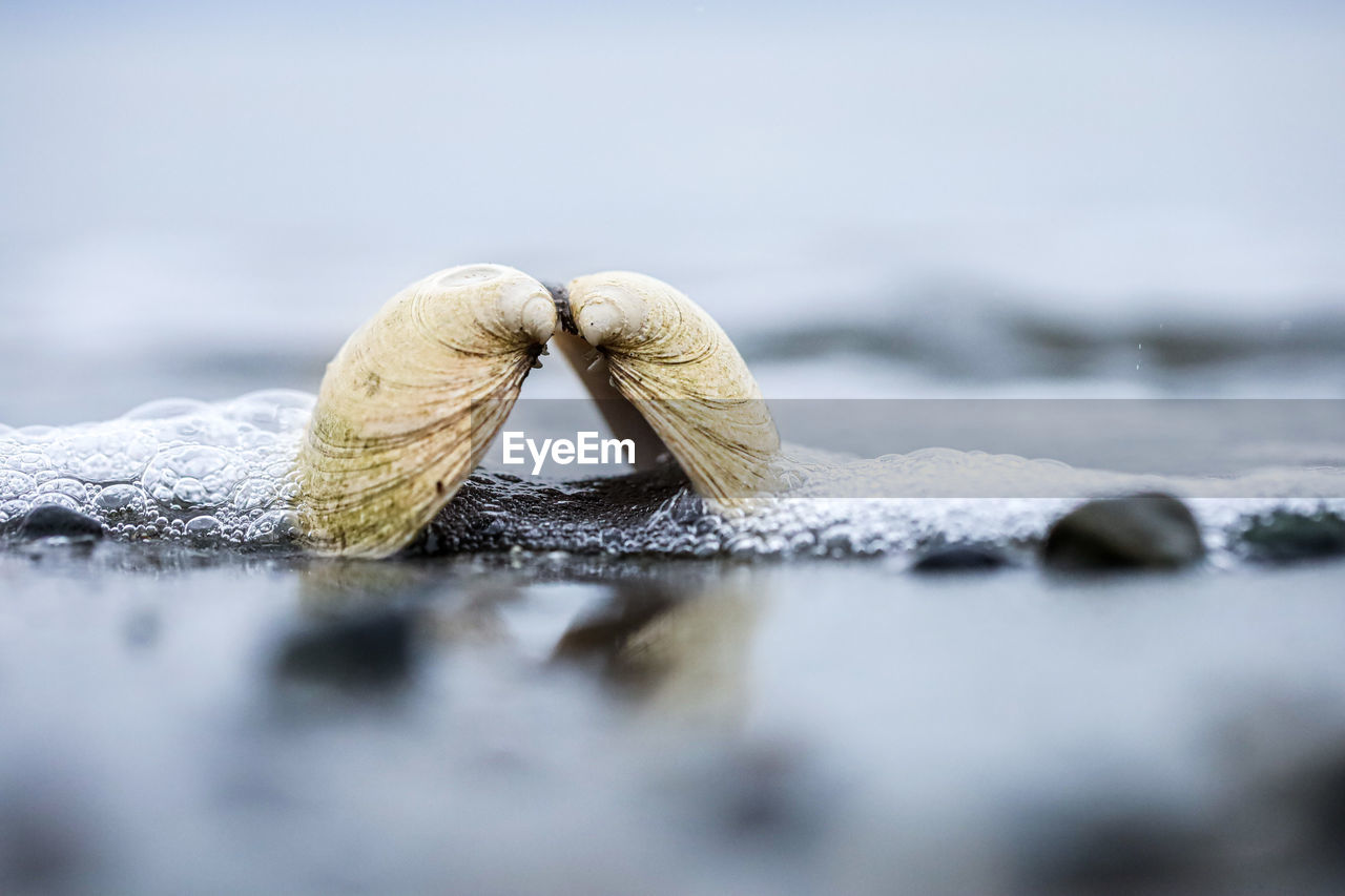 Close-up of bivalve type seashells on beach 
