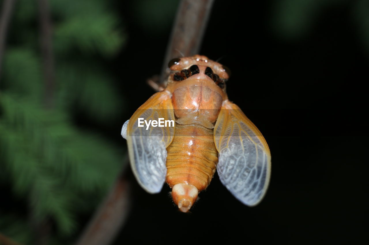 Cicadas can fly to court after successful feathering